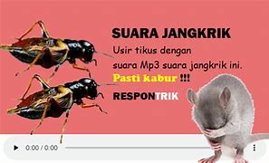 Download Lagu Suara Jangkrik Pengusir Tikus Mp3